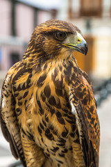 Hawk on the city square