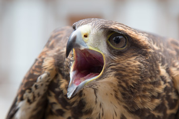 Beak of a hawk