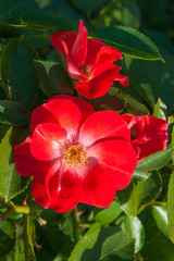 Red rose close up in the garden