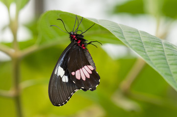 mariposa Parides