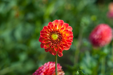 Red, pink, yellow dahlia closeup in the park