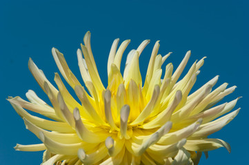 Fototapeta premium Yellow dahlia on the blue sky background
