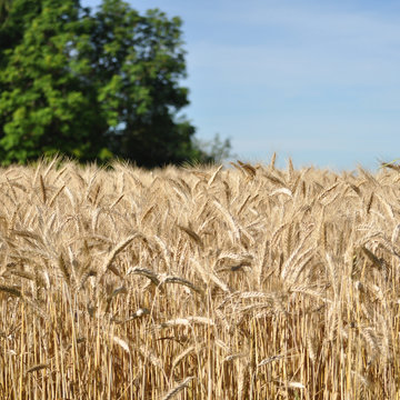 Wheat harvest