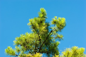 Pine branches