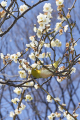白梅とメジロ