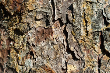 Pine bark