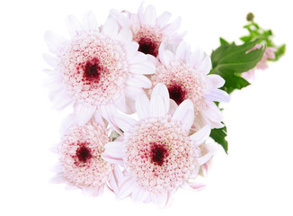 Close-up of  spring pink dasi  flowers