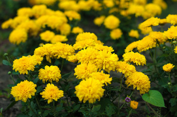 Field of yellow asters