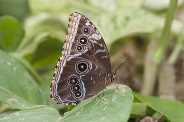 mariposa Morpho posada
