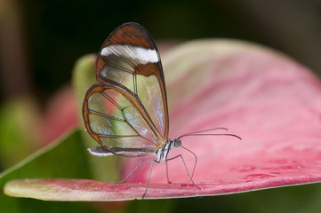 Fototapeta premium mariposa alas de cristal Greta oto