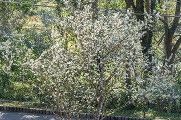 Oriental plum(Prunus salicina)
