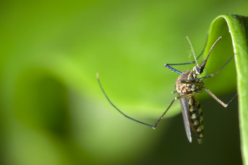 mosquito