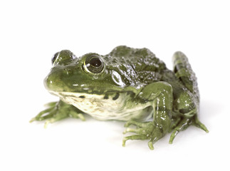 common frog