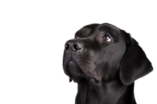 Portrait of a black Labrador Retriever looking up (isolated on white, with empty space for your text)