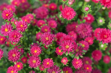 Small asters bouquet