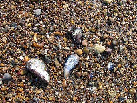 pebbles and shells
