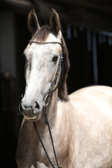 Obraz premium Piękny szary koń stojący przed stajnią