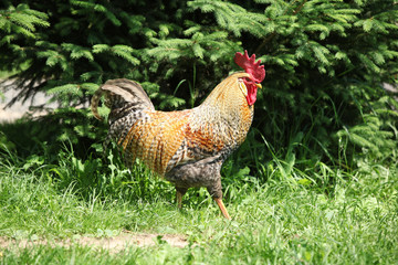 Colorful rooster in nature