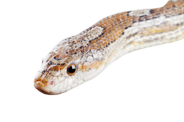 Closeup of a corn snake (isolated on white)