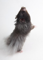 Funny long-haired Syrian hamster standing on its hind legs and begging for food
