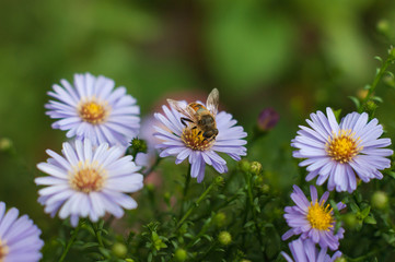 Obraz premium Small violet asters and a bee