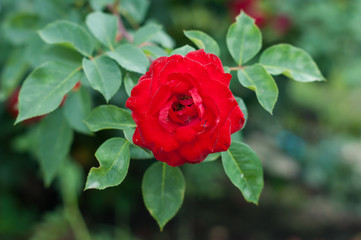 Red rose