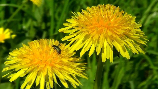 Two yellow dandelions with insect