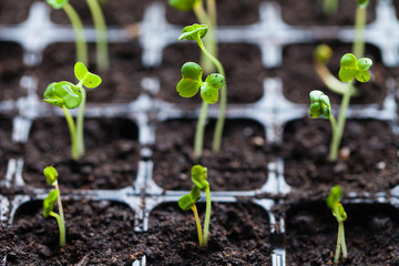 green sprouts have sprouted in the ground