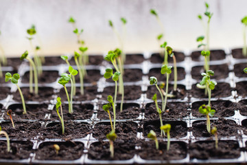 green sprouts have sprouted in the ground