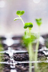 green sprouts have sprouted in the ground