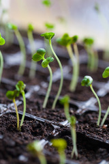 green sprouts have sprouted in the ground