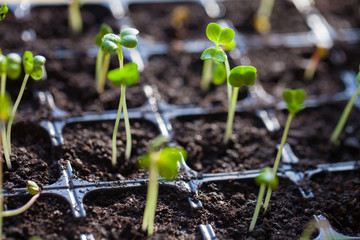 green sprouts have sprouted in the ground