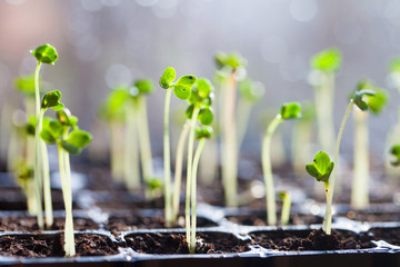 green sprouts have sprouted in the ground