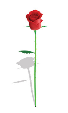 fragrant rose for your design