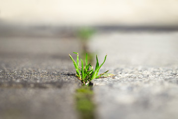 Grass on road cracks