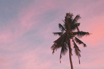 Fototapeta na wymiar Palm tree silhouette on an orange sky