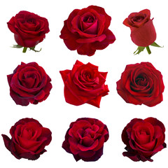 Obraz premium kolaż czerwonych róż