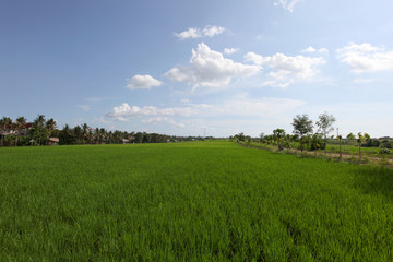Green rice field