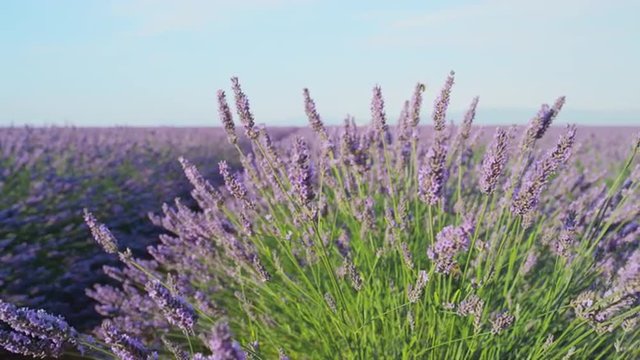 CLOSE UP: Fragrant flowers of lavender blooming in early summer