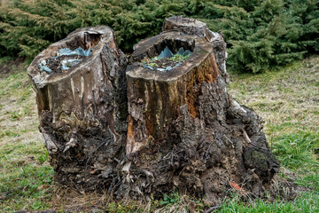 Trunks of oak, hollowed out and turned into flower pots