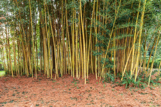 bamboo grove in the park