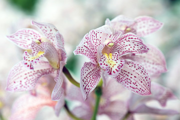 Cymbidium Enzan 'Knuckle' hybrid orchid