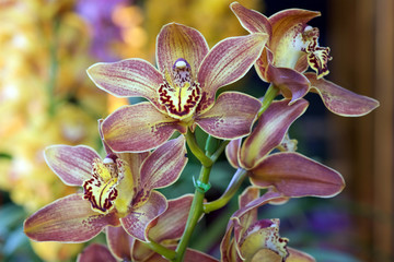 Cymbidium 'Lovely Orangeade x Mighty Tracy' hybrid orchid