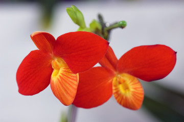 Phragmipedium besseae 'Jun & An', a South American orchid
