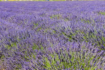 Fototapeta premium lavender field, Plateau de Valensole, Provence, France