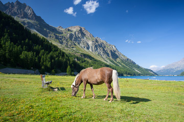 On a pasture near the Lake Sils.