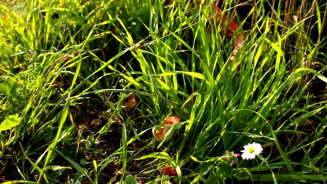 Albino Snake is crawl on grass