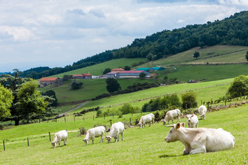 herd of cows, Rhone-Alpes, France