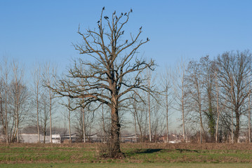 cormorani su un albero