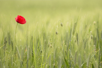 isolated poppy on a green fild